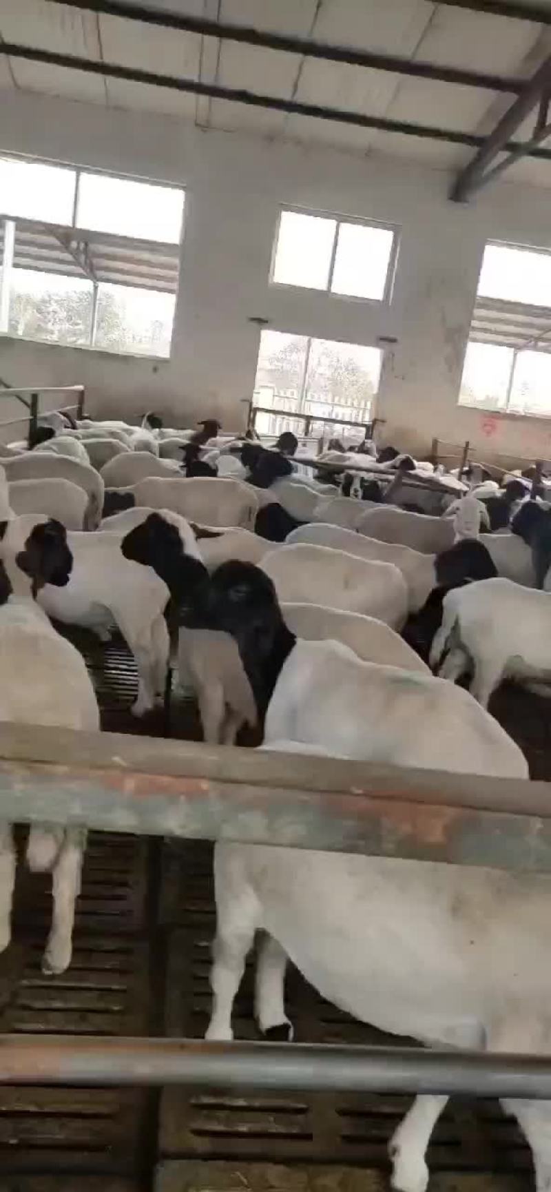杜泊绵羊肉羊羊羔怀孕母羊杜泊种公羊黑头绵羊