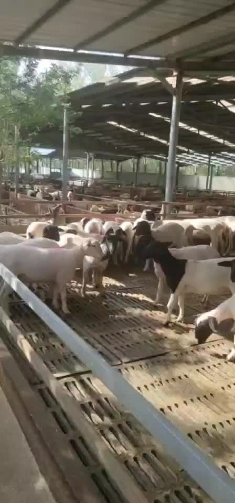 杜泊绵羊肉羊羊羔怀孕母羊杜泊种公羊黑头绵羊