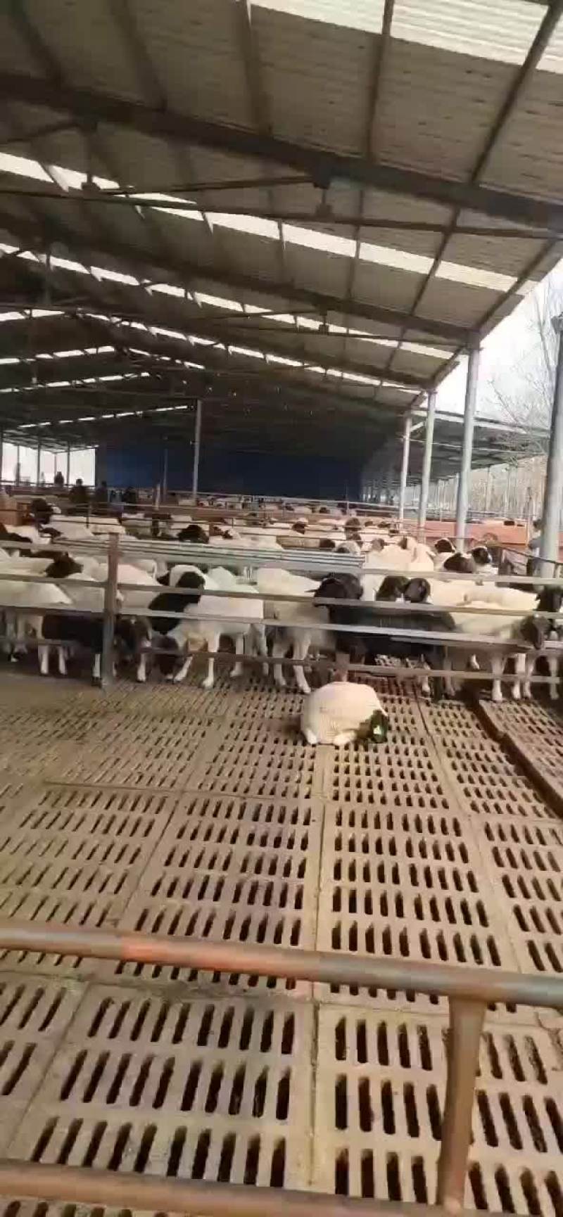 杜泊绵羊肉羊羊羔怀孕母羊杜泊种公羊黑头绵羊