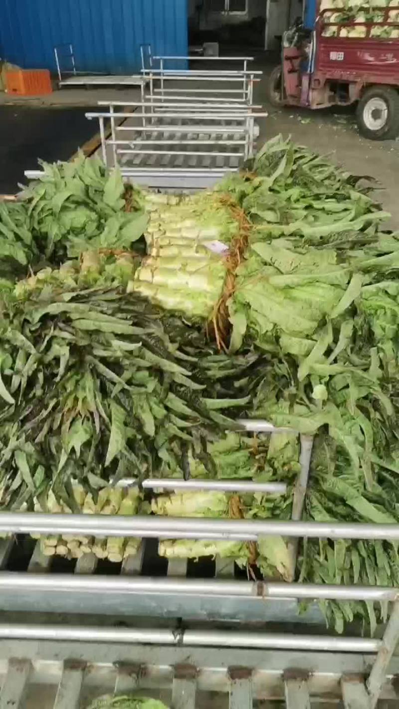 蔬菜