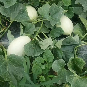 脆梨东方密