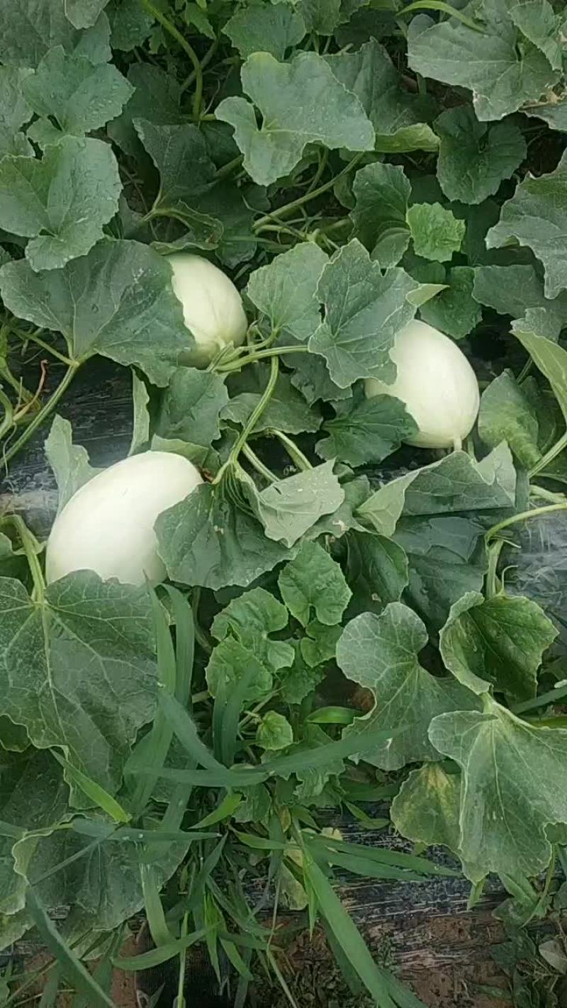 脆梨东方密