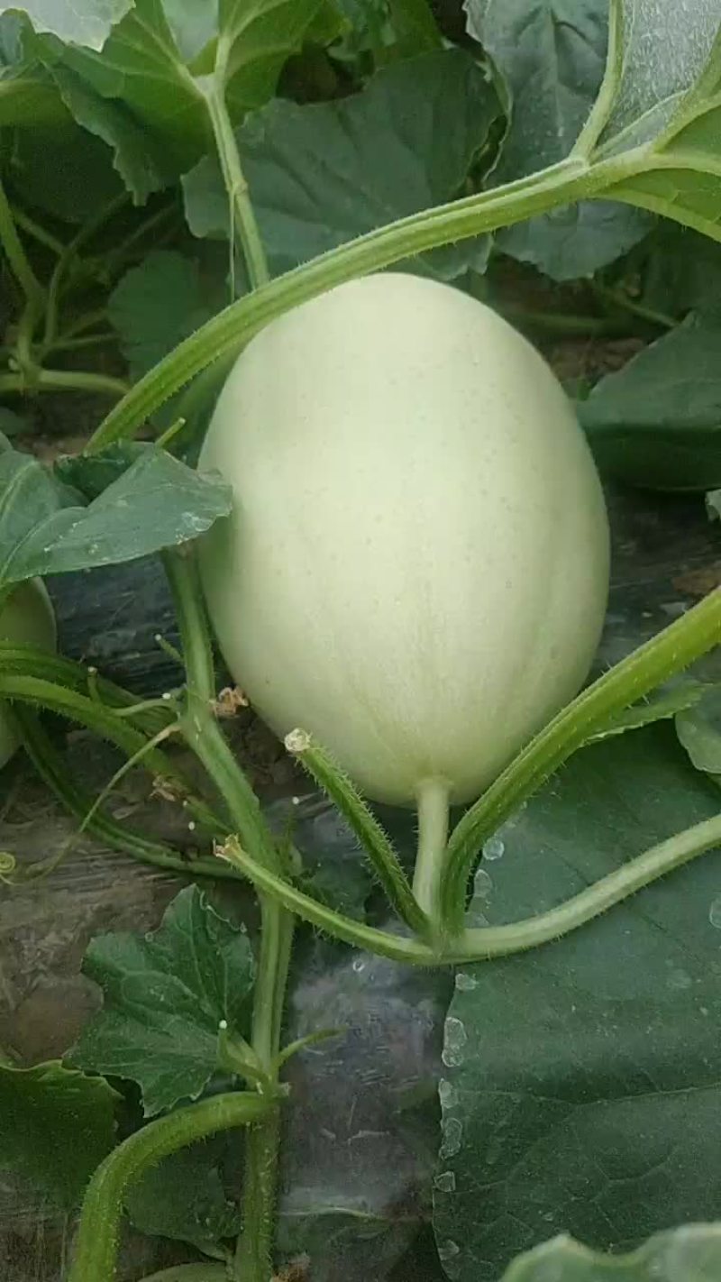 脆梨东方密