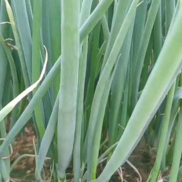 葱苗