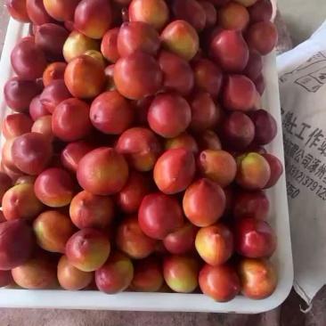 126黄桃
