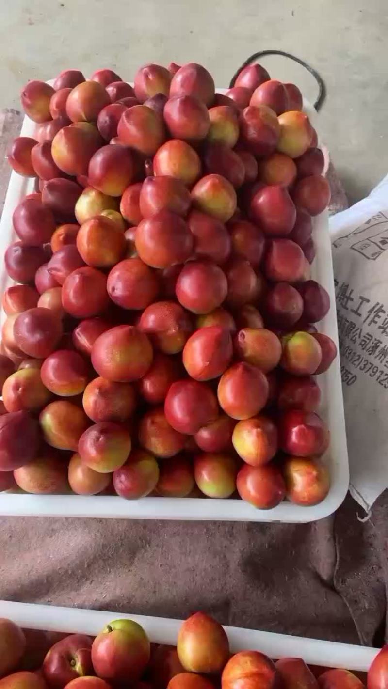 126黄桃
