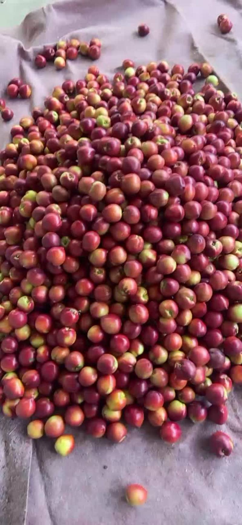 黄桃126中油5号等品种