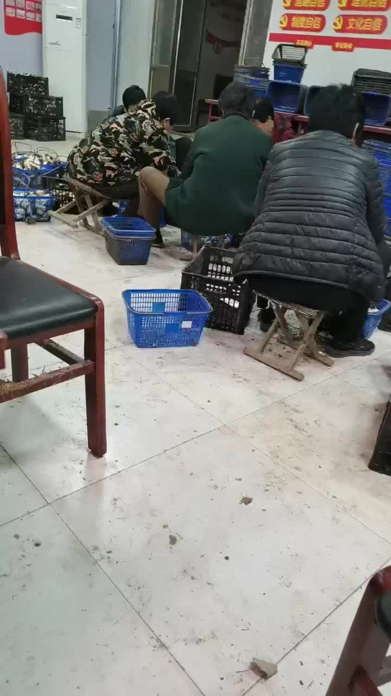 大球盖菇