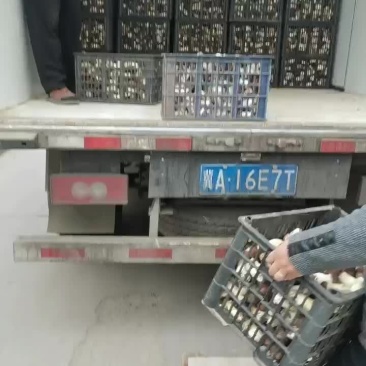 大球盖菇