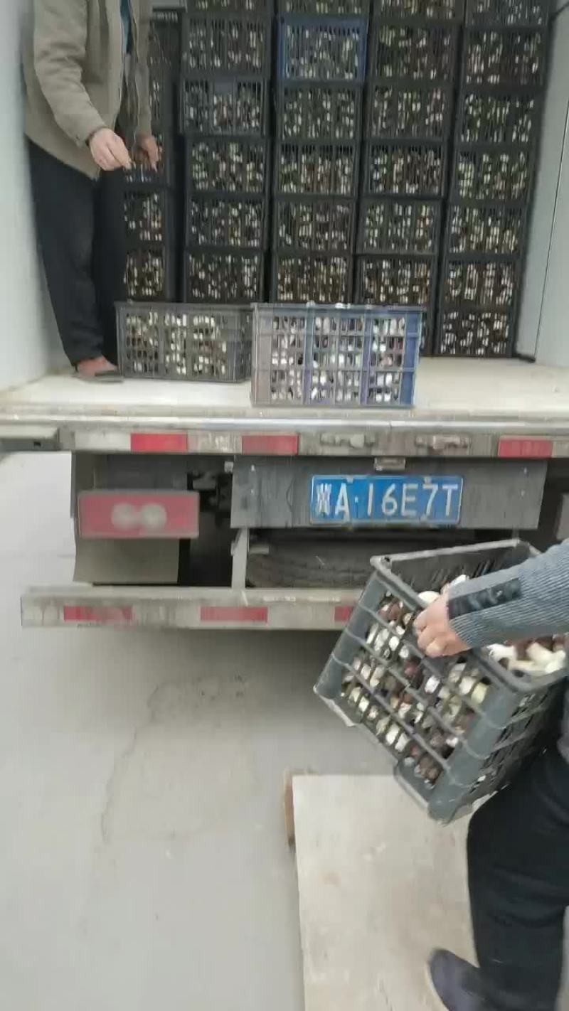 大球盖菇
