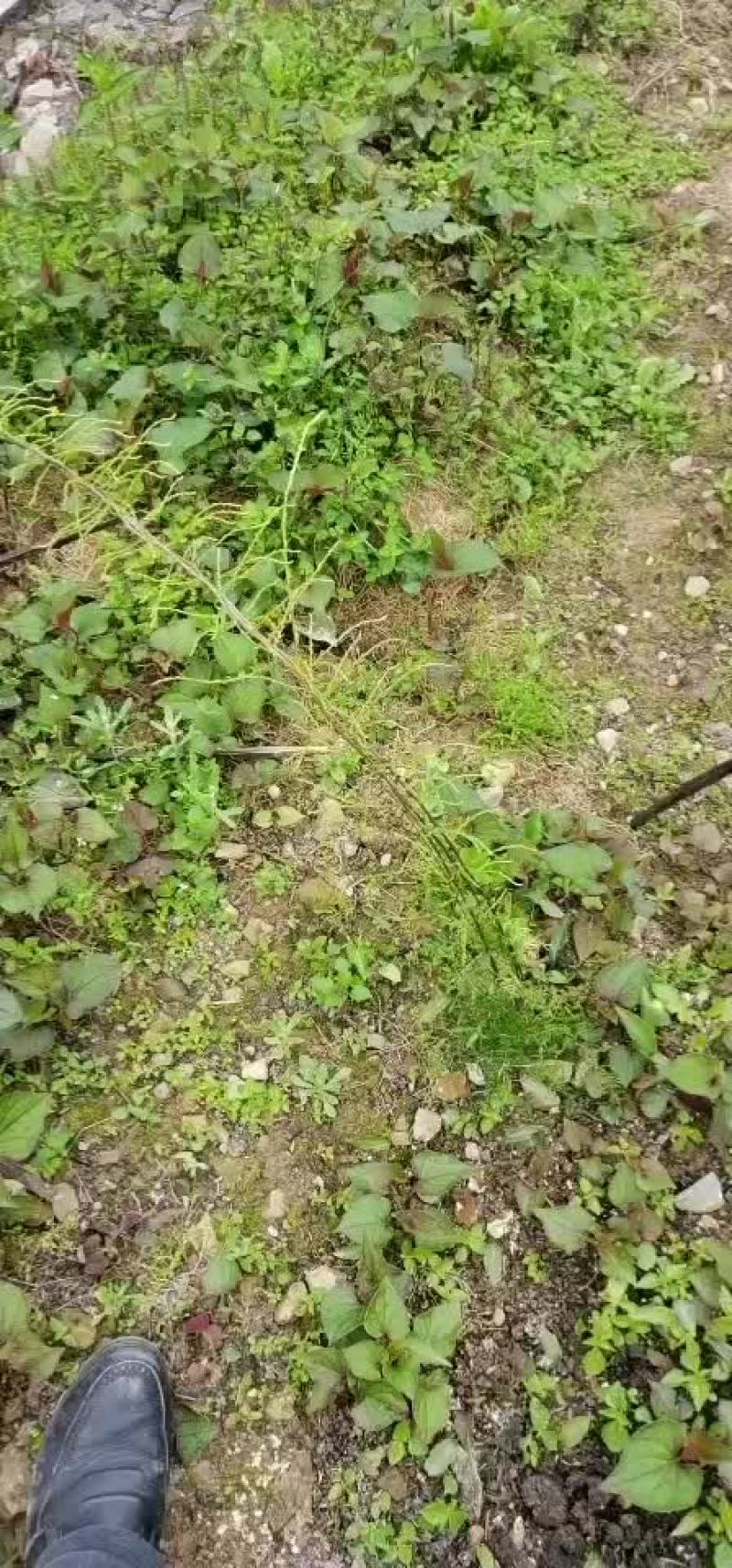 天冬苗子，自己育苗，