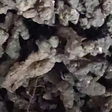 野生猪苓羊肚菇天然生长