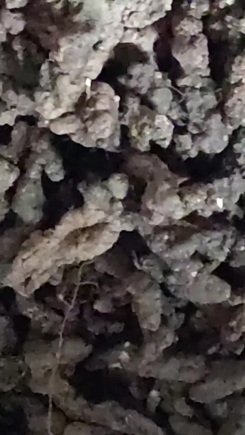 野生猪苓羊肚菇天然生长