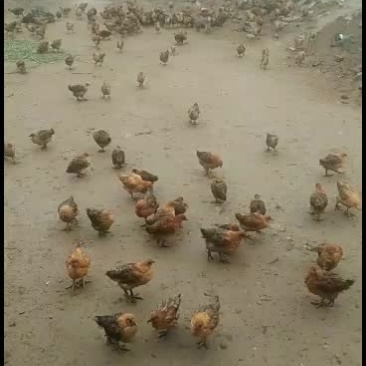 散养肉鸡，青脚麻