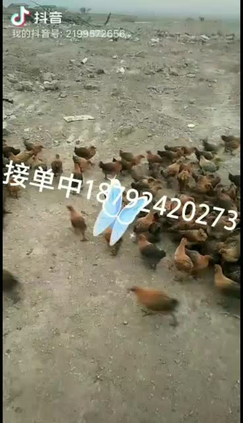 散养肉鸡，青脚麻