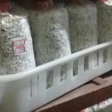 鸡枞菌包研发生产种植技术指导销售