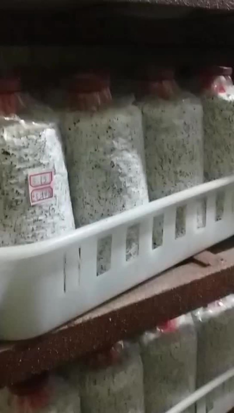 鸡枞菌包研发生产种植技术指导销售