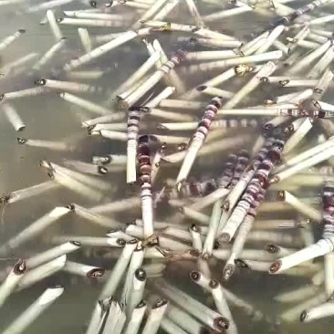 黑皮甘蔗种苗