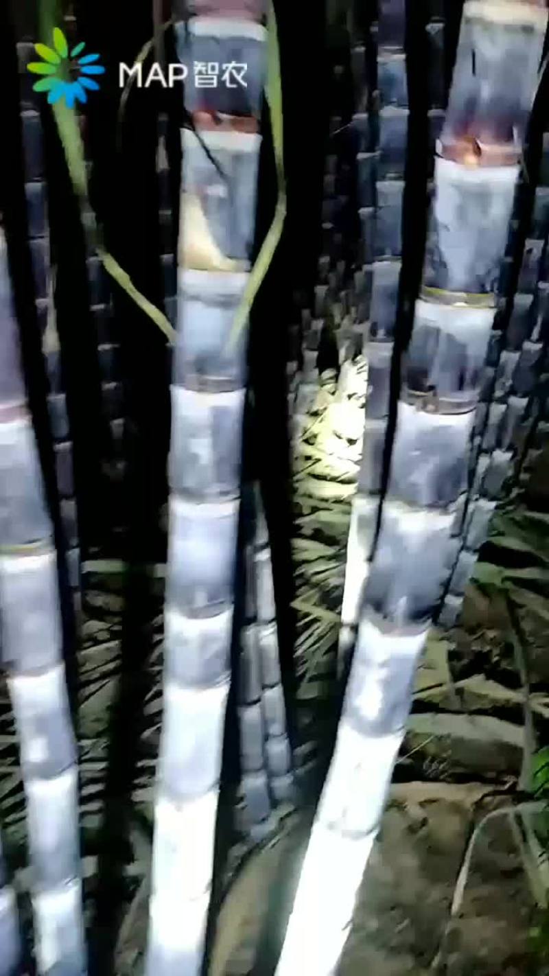 黑皮甘蔗种苗