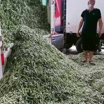 元谋毛豆大量上市需要的老板联系