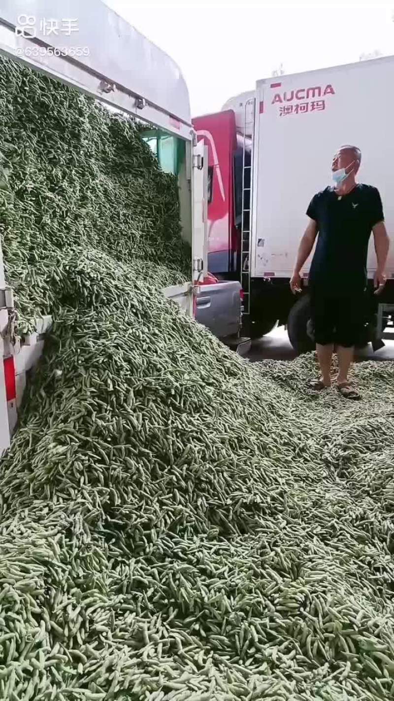 元谋毛豆大量上市需要的老板联系
