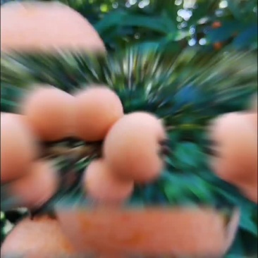 枇杷