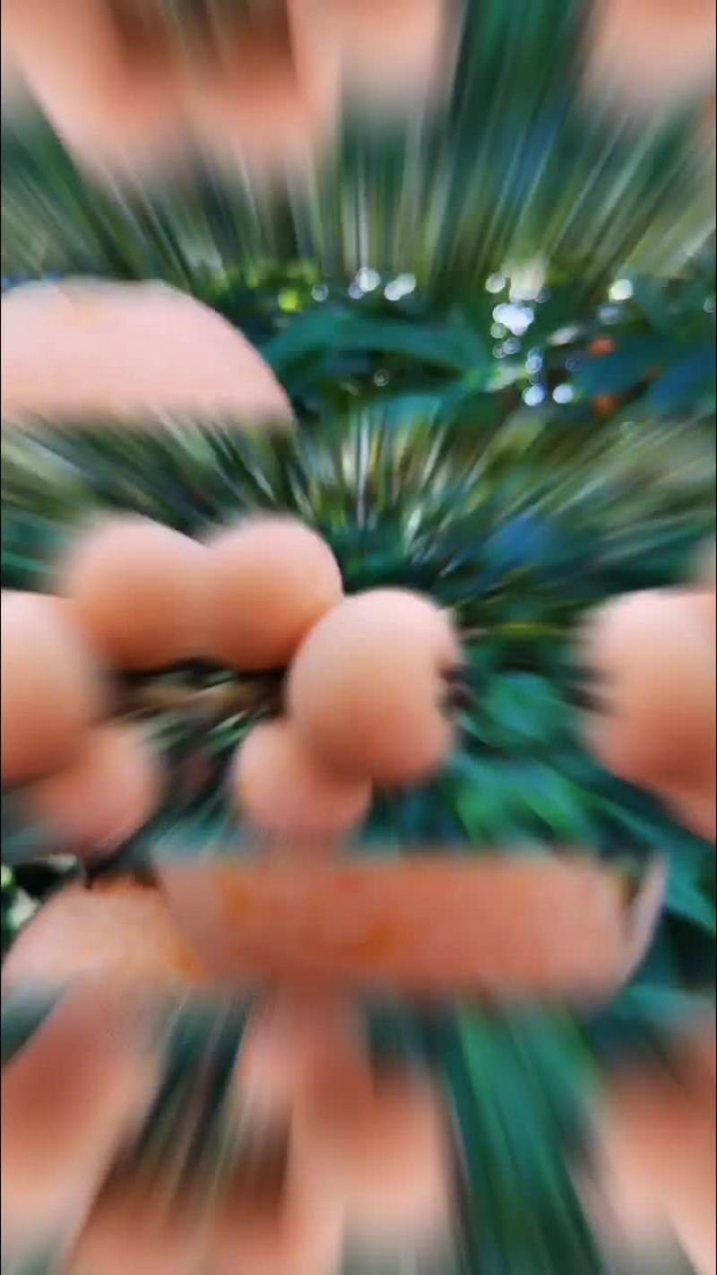 枇杷