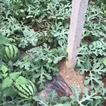 甜王西瓜大批量出售