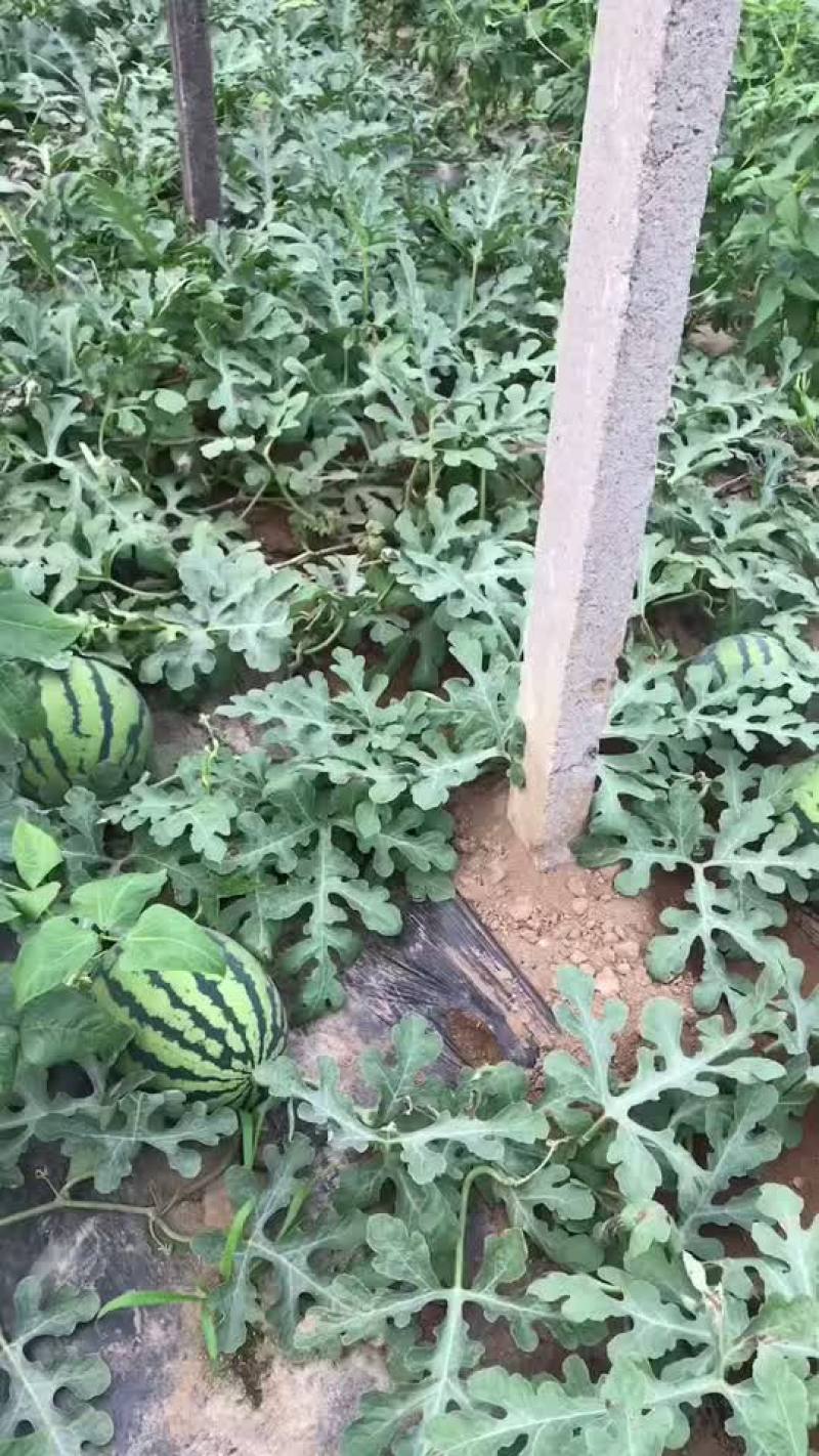 甜王西瓜大批量出售