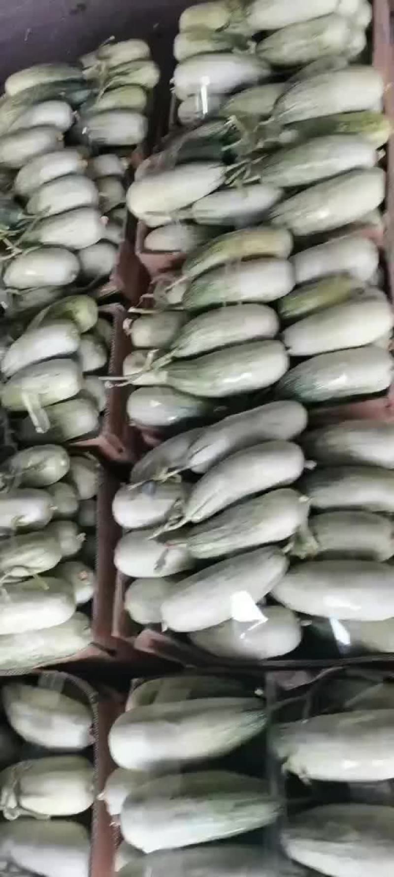 甜瓜大量上市