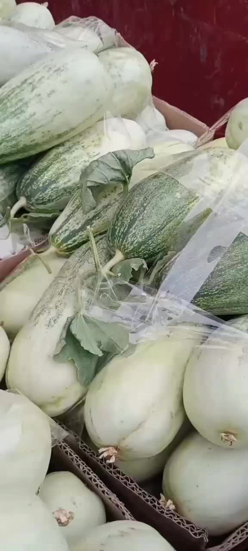 甜瓜大量上市
