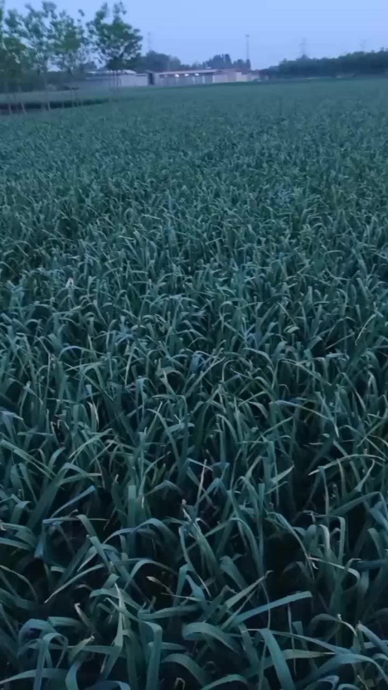 蒜苔