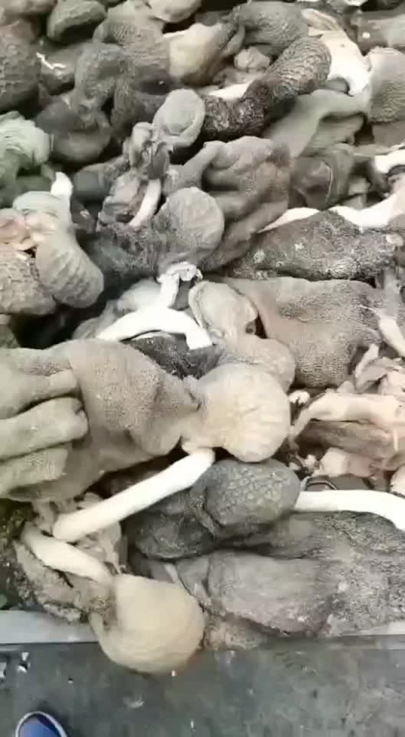 羊毛肚，无油，里外干净，价格低
