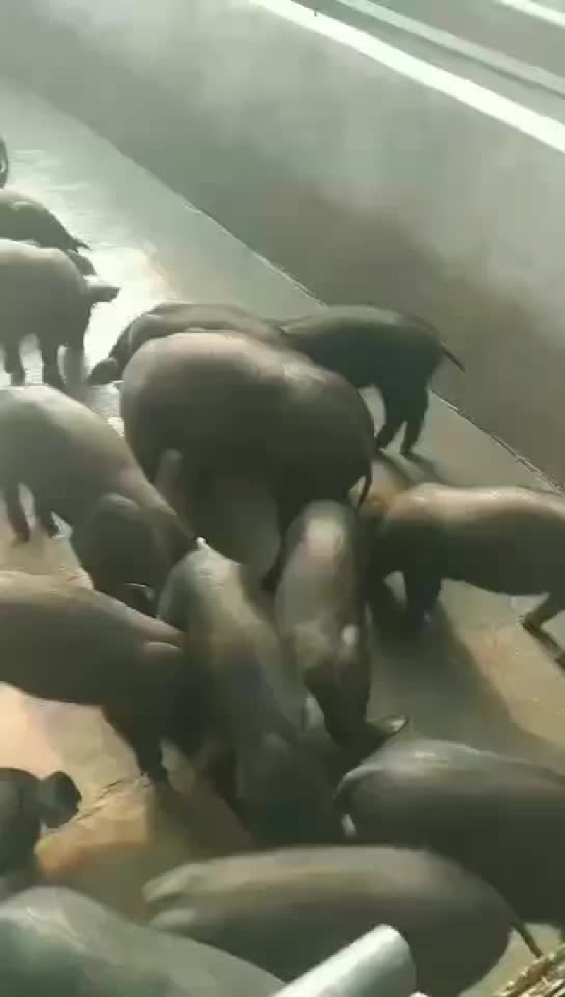 常年销售苏太母猪或长白原种母猪等大白公猪机洛克种公猪