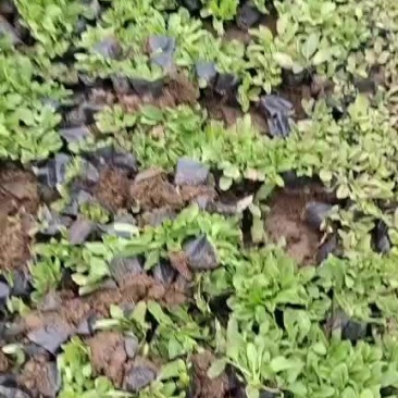 鼠尾草