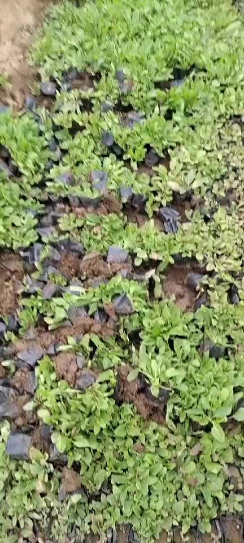 鼠尾草
