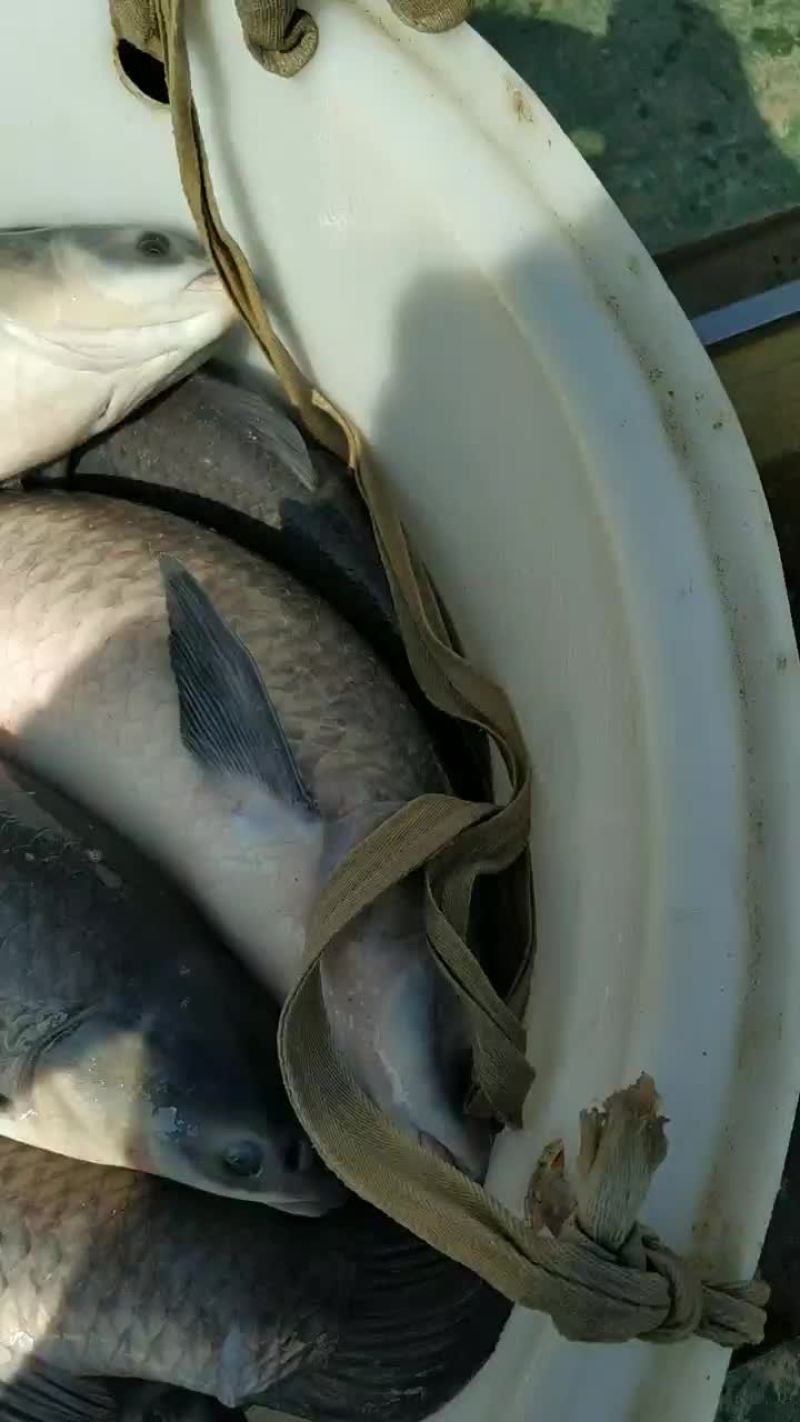 青鱼
