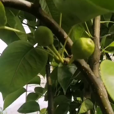 预售苏脆一号早熟梨