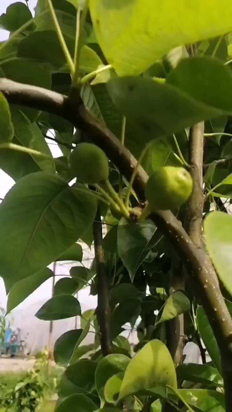 预售苏脆一号早熟梨