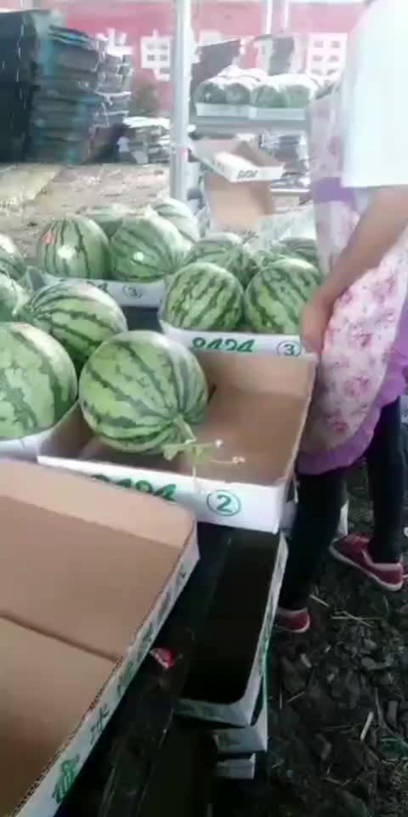 8424西瓜