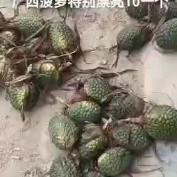 广西菠萝