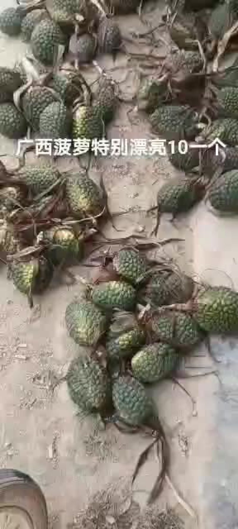 广西菠萝