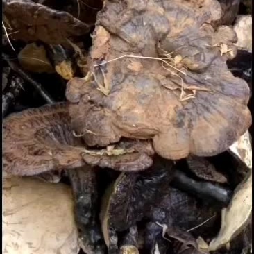 野生灵芝