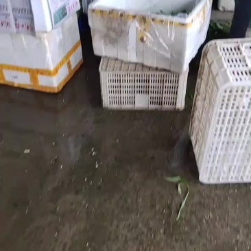 空心菜，红苋菜