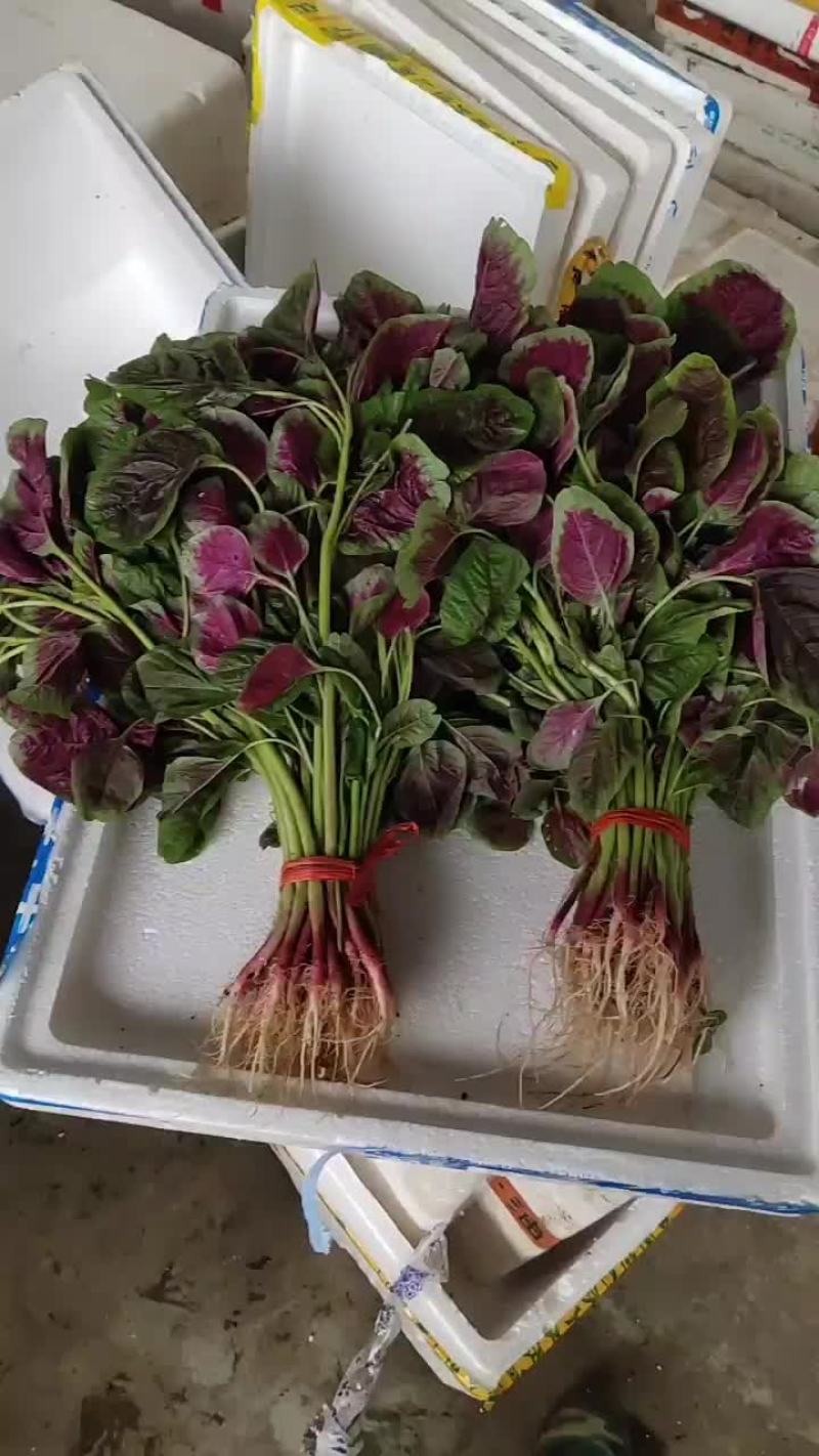 空心菜，红苋菜