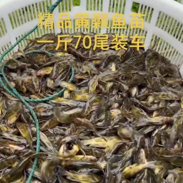 黄骨鱼苗黄颡鱼苗