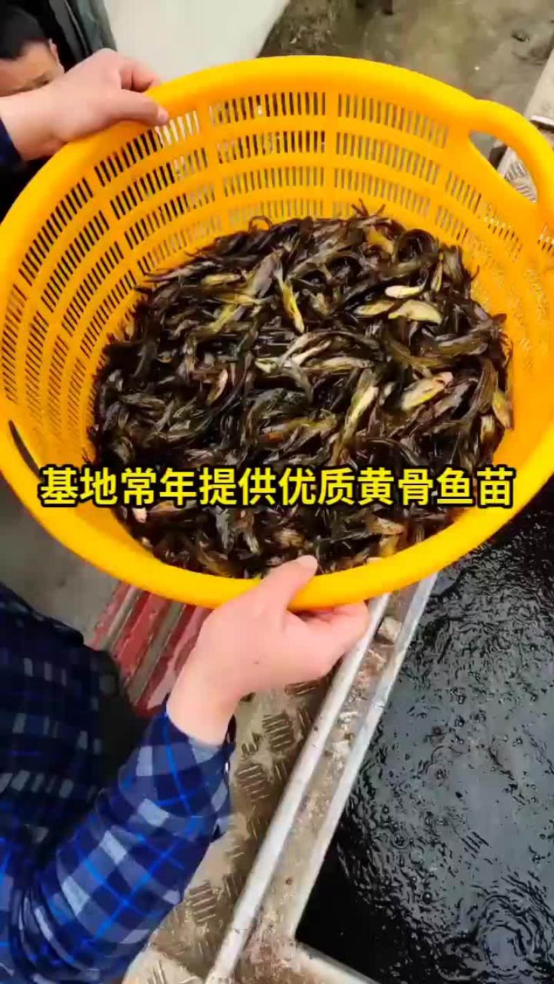 黄骨鱼苗黄颡鱼苗