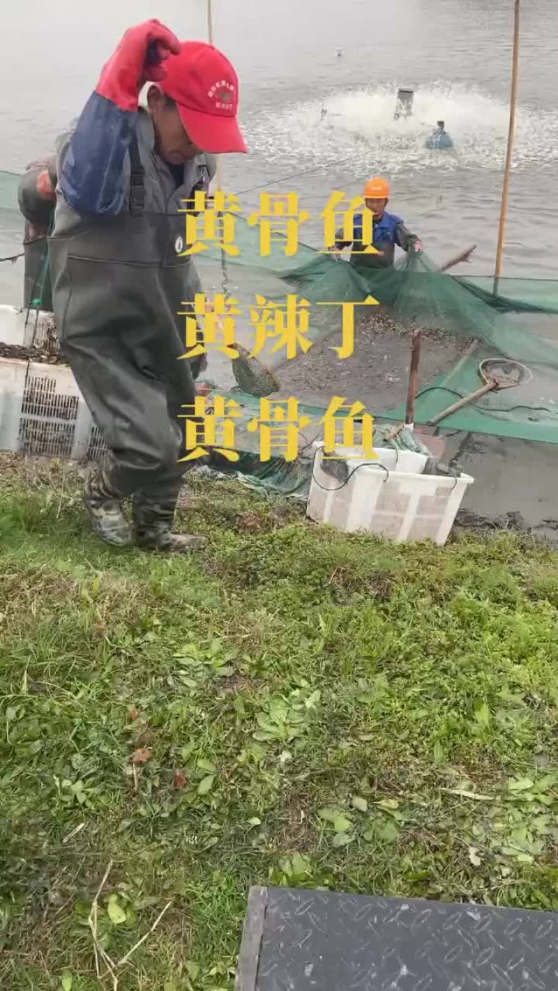黄骨鱼苗黄颡鱼苗