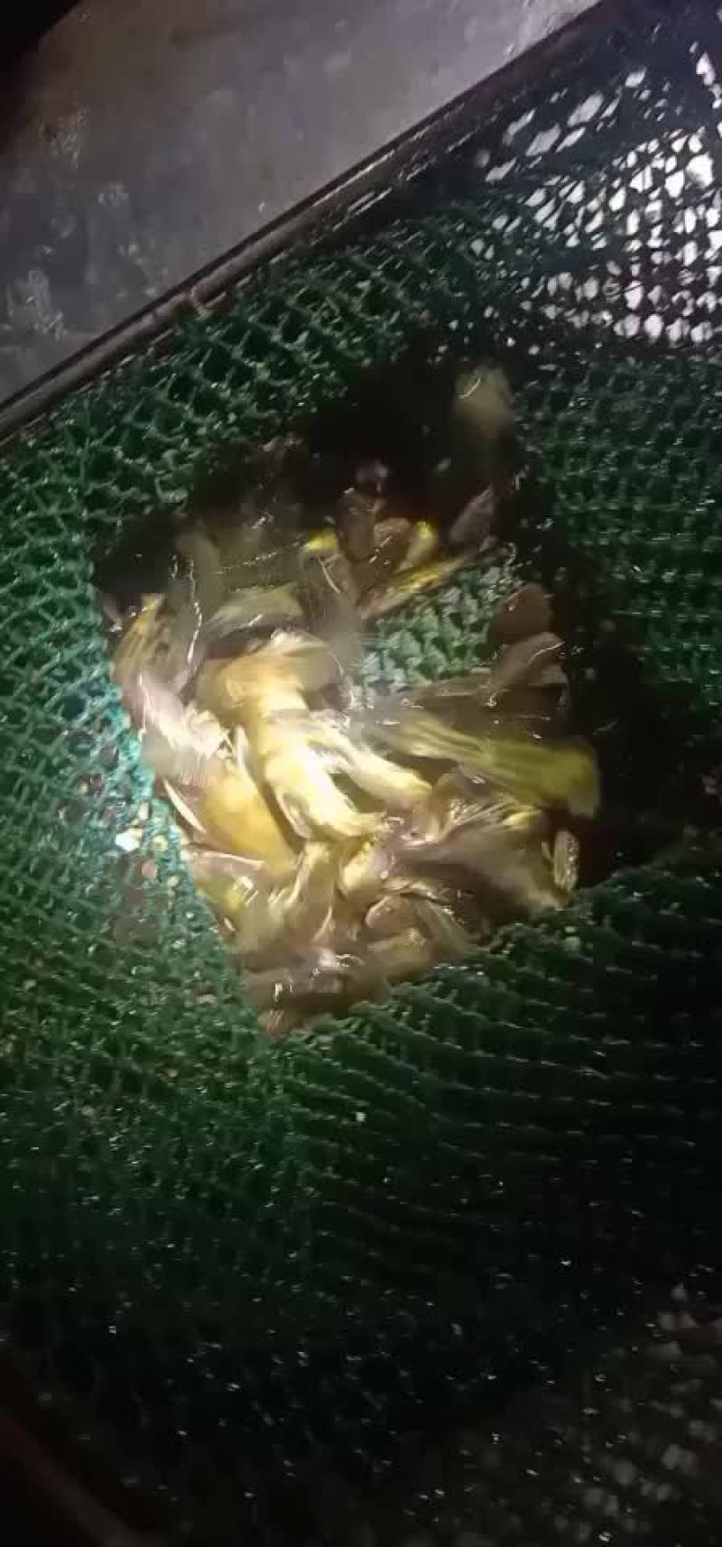 黄骨鱼苗黄颡鱼苗