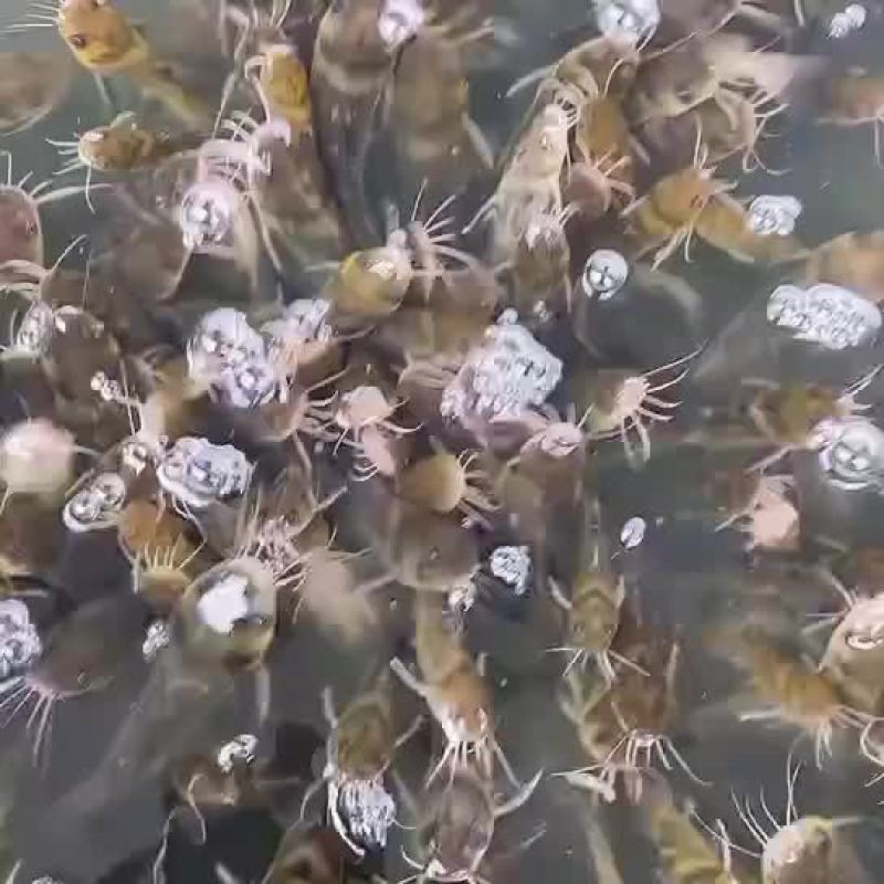 黄骨鱼苗黄颡鱼苗